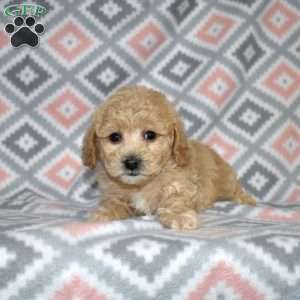 Pogo, Bich-Poo Puppy